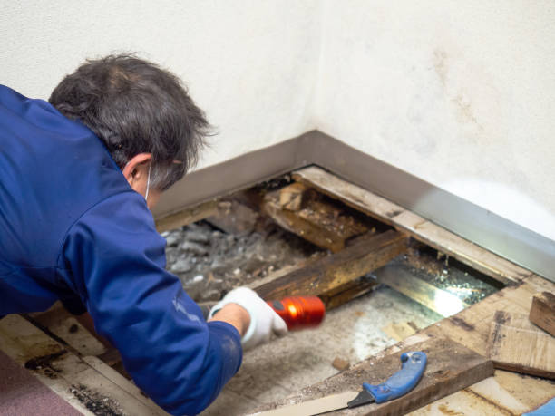 Reliable Concord, VA Mold Removal Solutions