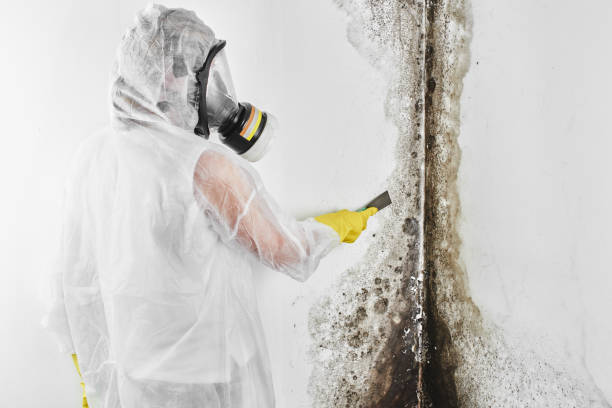 Crawl Space Mold Removal in Concord, VA