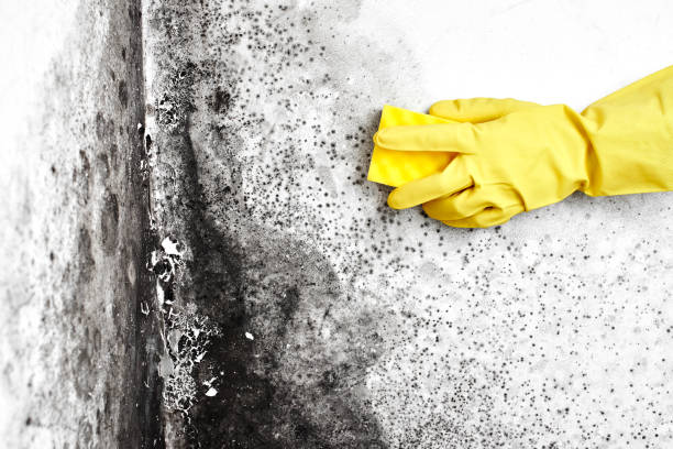 Best Commercial Mold Removal  in Concord, VA