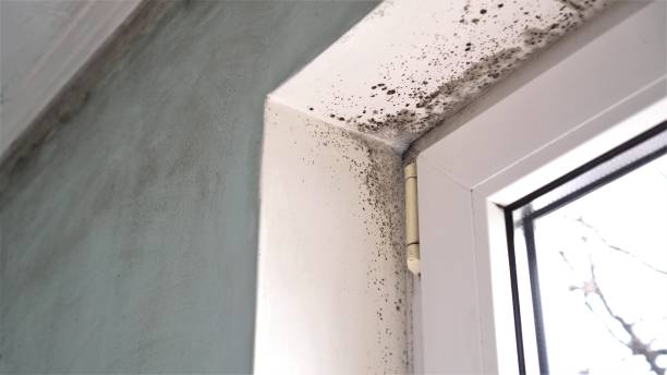 Best Certified Mold Removal  in Concord, VA