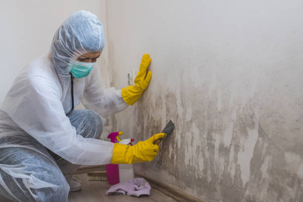 Best Fast Mold Removal  in Concord, VA