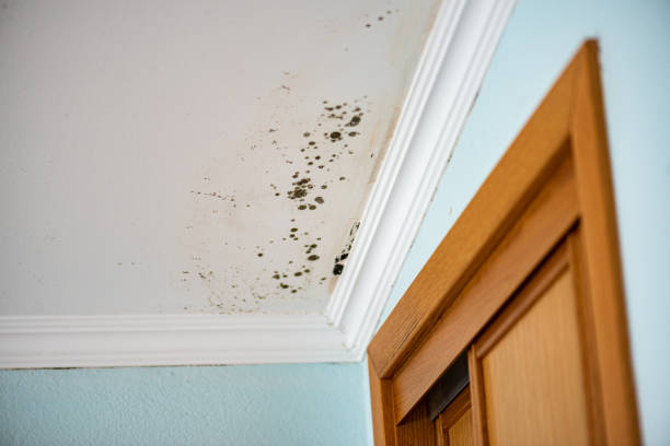 Best Mold Inspection  in Concord, VA