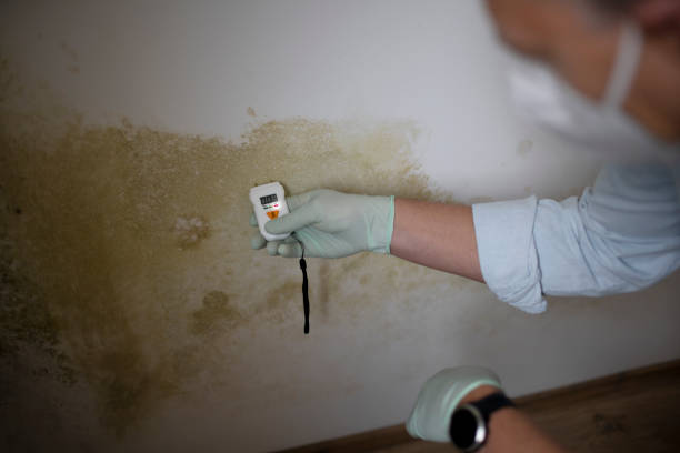 Best Mold Removal Near Me  in Concord, VA