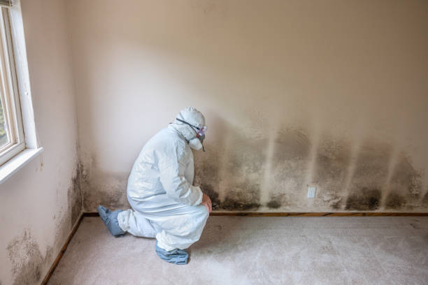 Best Local Mold Removal Service  in Concord, VA