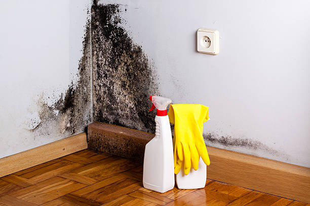 Best Attic Mold Removal  in Concord, VA
