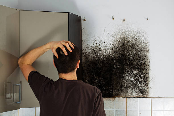 Best Residential Mold Removal  in Concord, VA
