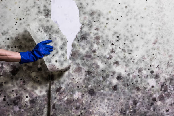 Best Black Mold Removal  in Concord, VA